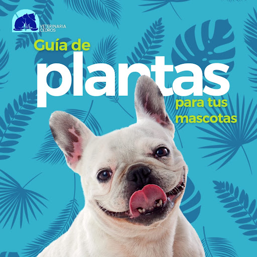 Veterinaria Cedros