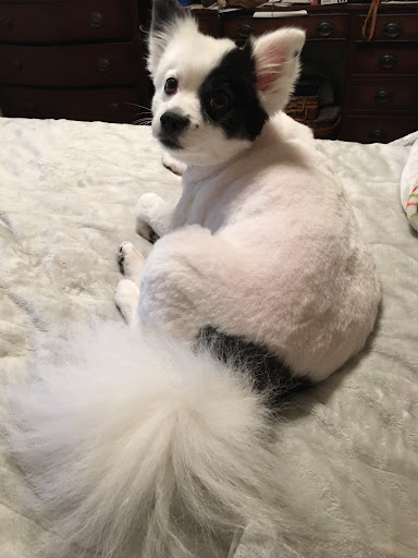 Classie Dawg Grooming - Thumbnail