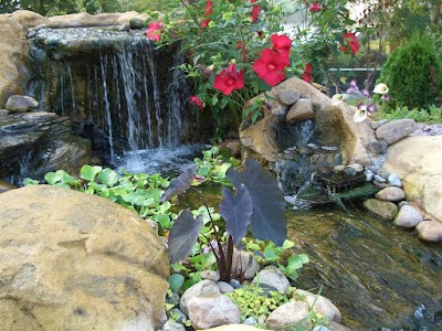 Water Garden & Koi Co