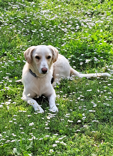 Il Mio Veterinario srl - Azzano Mella