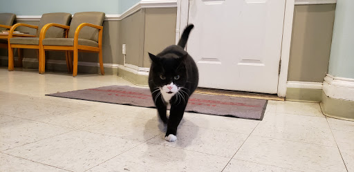 Adams Morgan Animal Hospital - Thumbnail