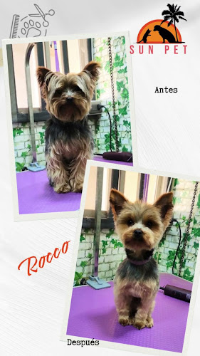 https://www.instagram.com/sun_pet_peluqueria/?hl=es-la