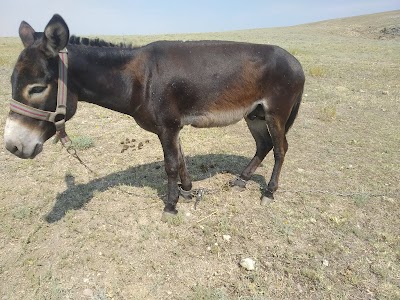 Özatlar HAYVANCILIK ve TARIM