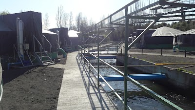 Photos of Salmones Austral