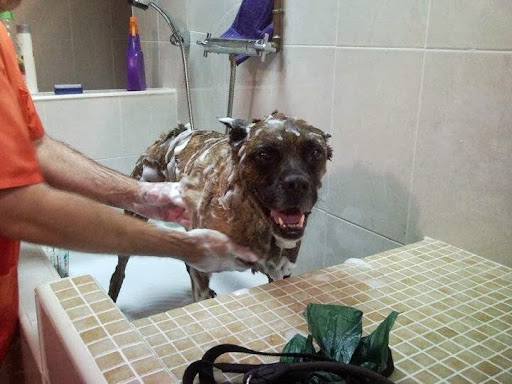 Centro Veterinario Campoamor