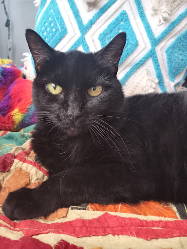 Rainbow Veterinary Hospice, LLC - Thumbnail
