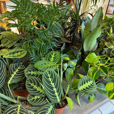 Creative Lane by null