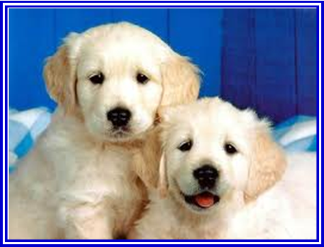 Dr Catherine Grossetete - Mulhouse