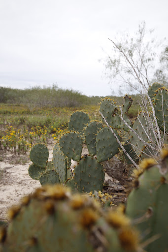 La Sal del Rey - NWR - Thumbnail