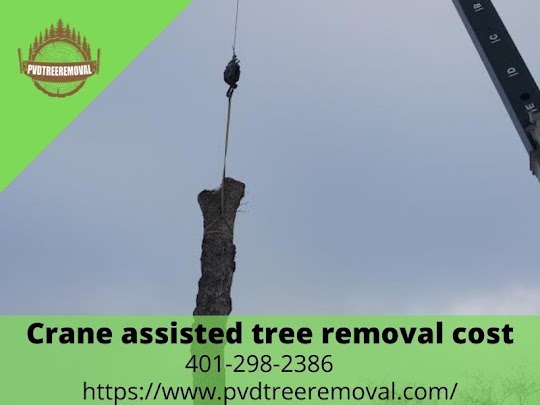 Tree Removal