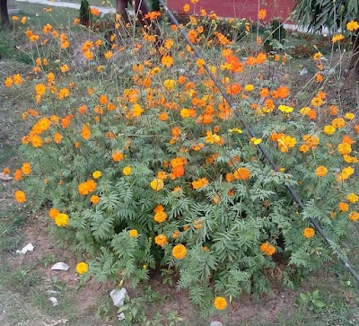 Photos of Molla Market Masjid