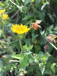 Photo n°6 de La Ferme D'Elouise à Seyssel (Maraîcher)