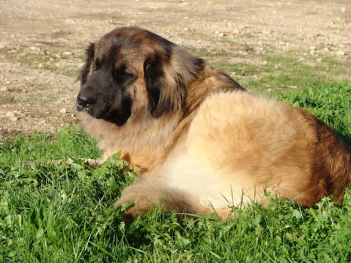Photo de Pension Canine Canes Domum à Saint-Paul-de-Varax (01240)