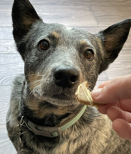 NomiNoms Pet Company - Thumbnail