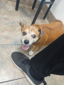 Photo of Lovet Pet Health Care - Beardsley Más recientes
