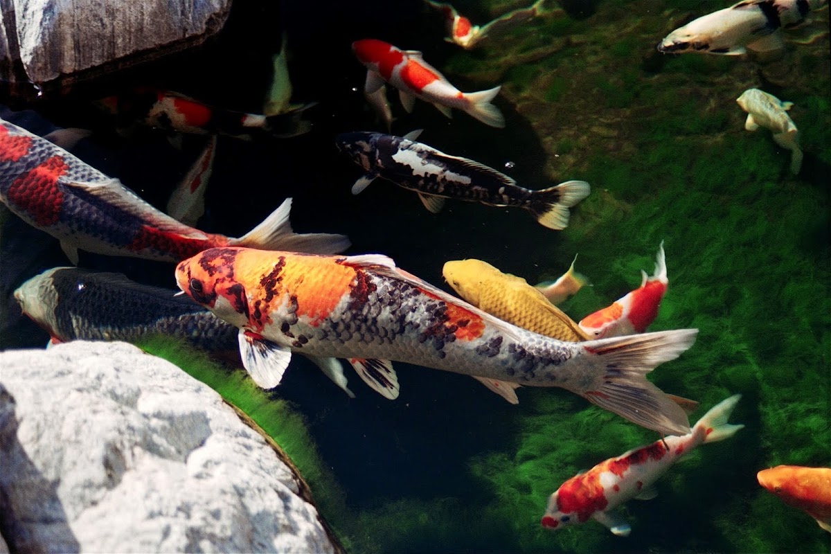 Aquatix-2u Ltd
