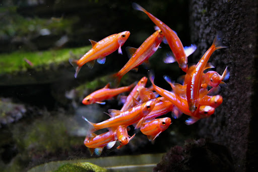 Regenbogenelritze Springbarsch, Teichfischzucht, Nordamerikanische Zierfisch-Raritäten - Thumbnail