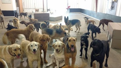 Go Fetch Dog Daycare and Boarding Services