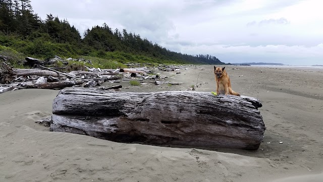 Tofino