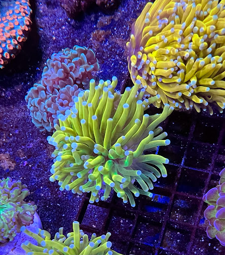 The Fish Store / Custom Aquariums - Thumbnail