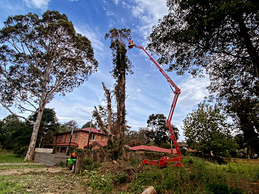 Barnes Tree Services - Thumbnail