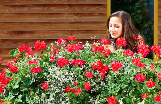Schöne Blumen Floristik & Gartenbau - Thumbnail