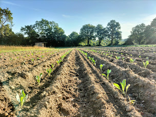 Photo n°3 de Le Pré de Chez Vous à Segré-en-Anjou Bleu (Maraîcher)