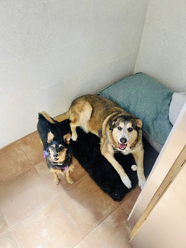 Hotel para perros Casa Can Centro Canino