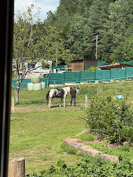 Photo n°35 de Domaine équestre du Trèfle d'Or, Gîte et Chambres d’hôtes à Soucht (Hôtel)