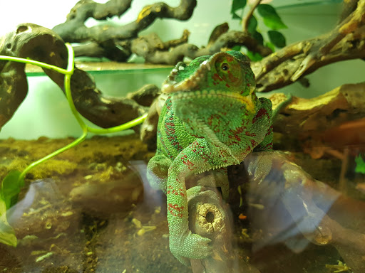 Reptilia - Thumbnail