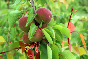 Photo n°22 de Earl les Vergers Du Puits à Bren (Ferme bio)