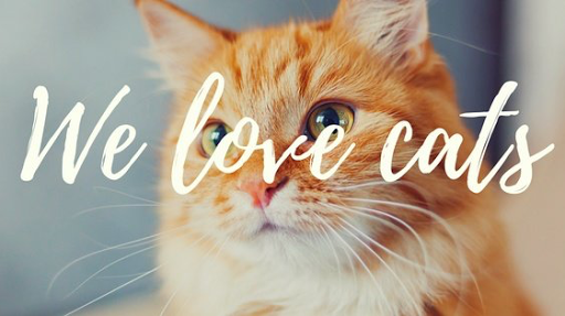 Park Ridge Cat Resort