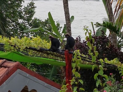 Photos of Ocean Guest Weligama