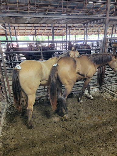 Salem Livestock Auction - Thumbnail