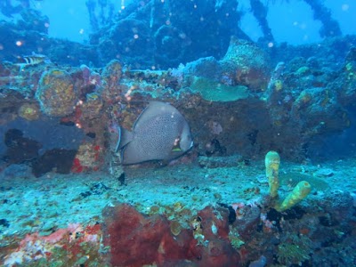 Photos of Diwa Dominicana