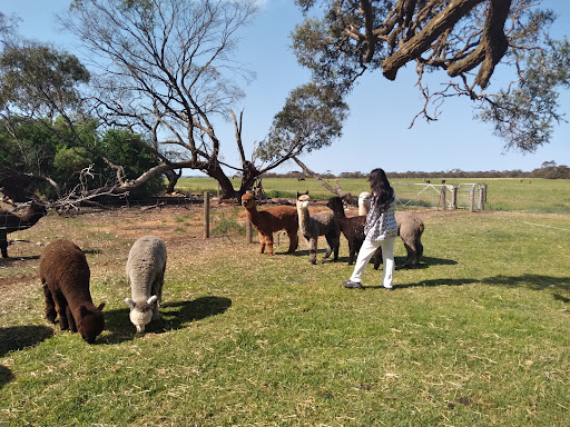 Alpacas Chaparral - Thumbnail