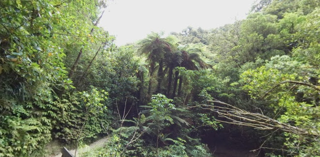 Ruakuri Bushwalk - Other