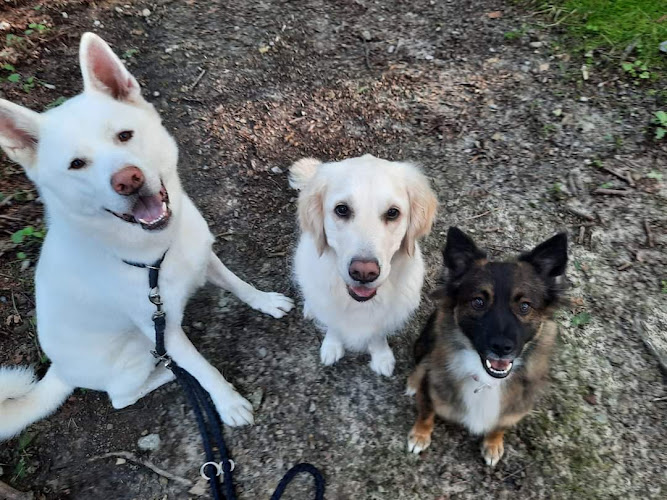 Hundetraining Solingen