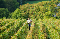 Domaine Bonnardot à Bonnencontre