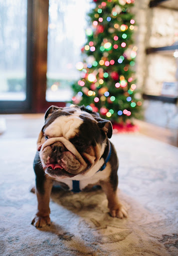 Cameron Medical Center for Animals - Thumbnail