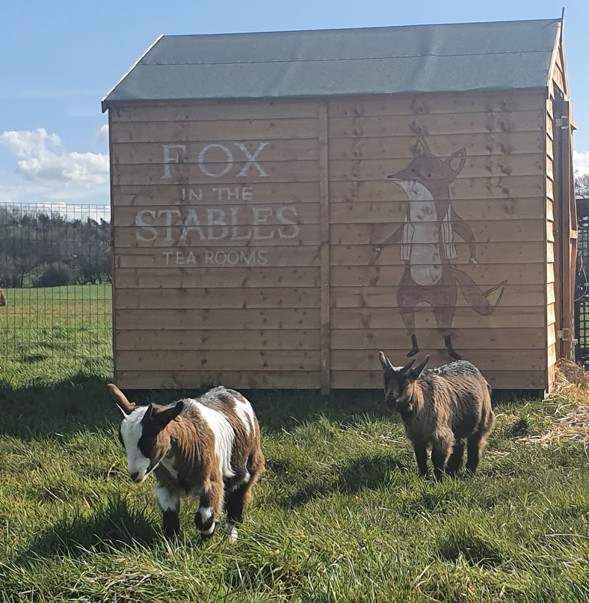 Fox In The Stables — photo 9