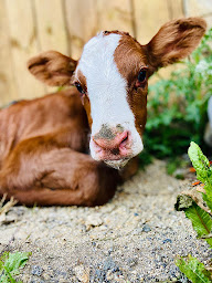 Photo n°22 de GAEC DE LA VALLÉE DES IFS à Montsûrs (Élevage laitier)