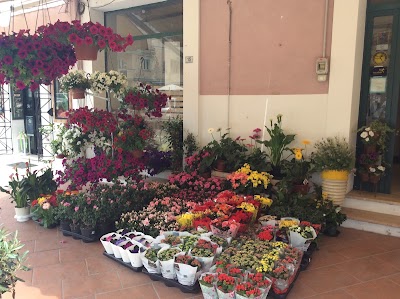 Flower Shop Di Filippo Gaetano