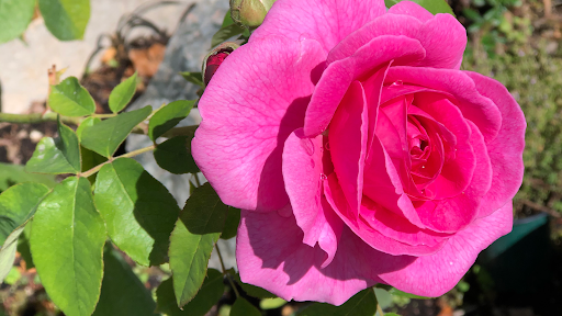 Flowers by Lema Gallery - United Kingdom