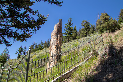 Petrified Tree - Visual
