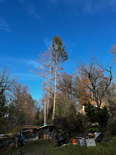 Mensch und Baum Baumpflege - Thumbnail