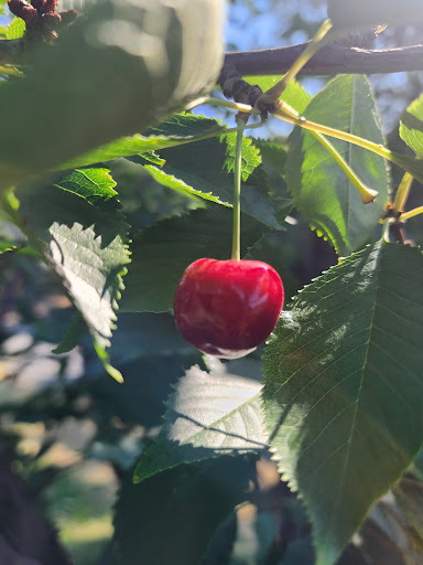 Lopez Farm - Visual