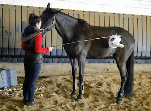 Photo n°3 de Club Hippique de Pollionnay à Pollionnay (Pension pour chevaux)