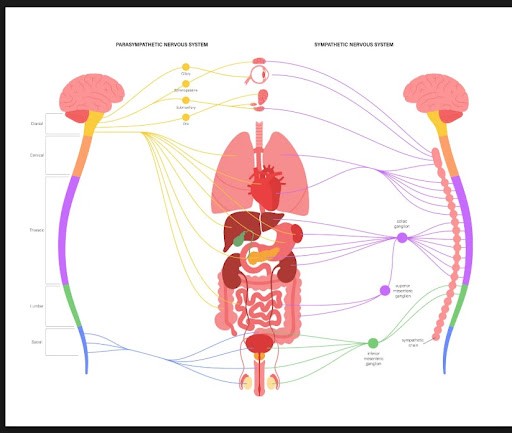 Autonomic Nervous System Disorders: Symptoms and Care post image