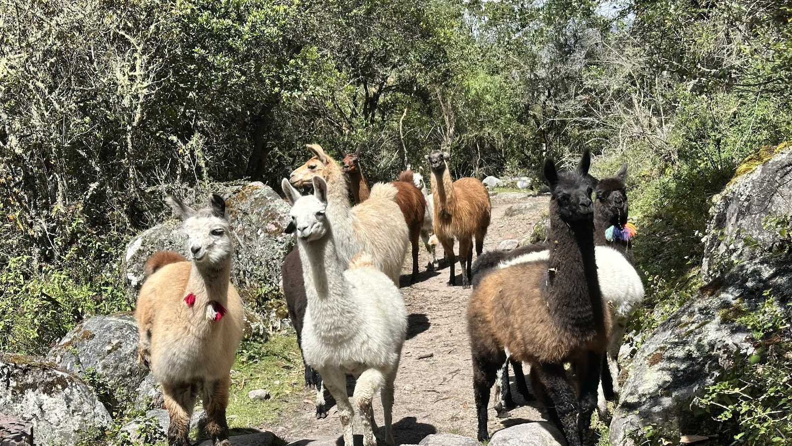 Llama Trekking